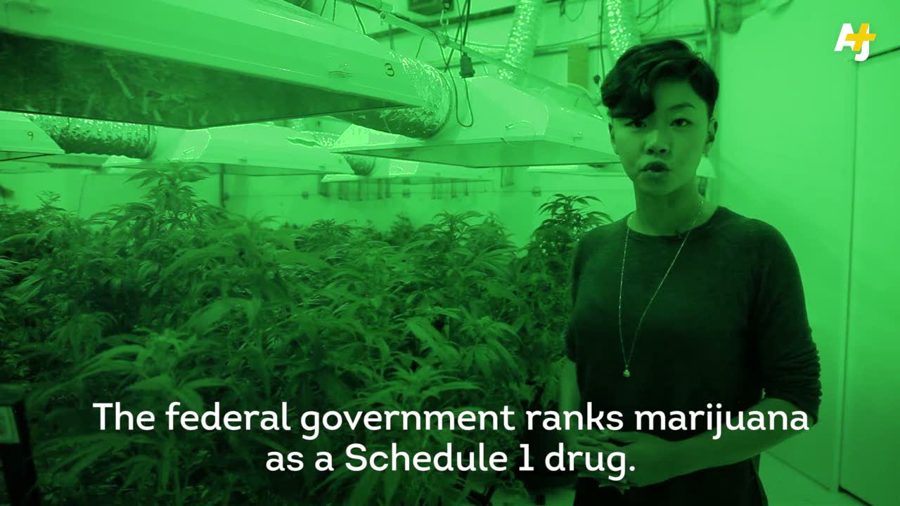 Kicking opioids with weed, part 2