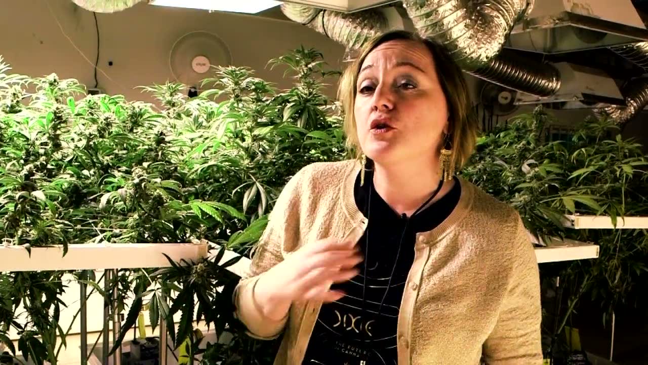 Colorado pot dealers, more money, more problems